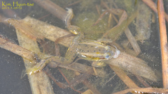 Pelophylax chosenicus