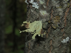 Ramalina sinensis