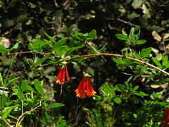 Lonicera pilosa
