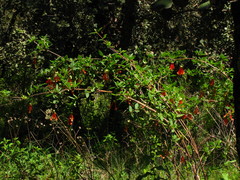 Lonicera pilosa