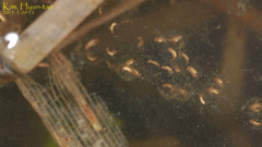 Pelophylax chosenicus
