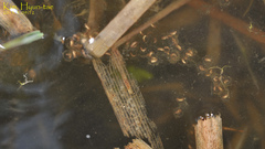 Pelophylax chosenicus