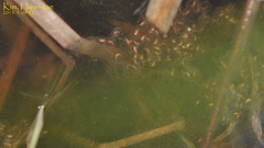 Pelophylax chosenicus
