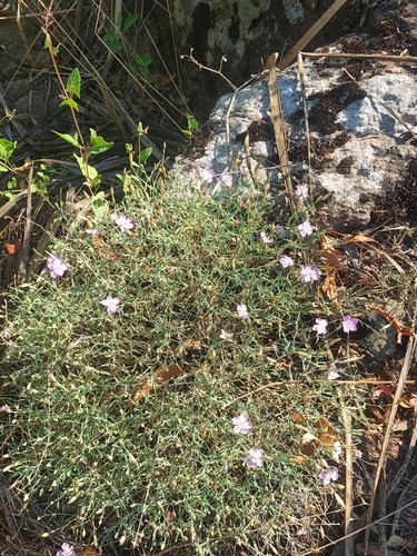 Dianthus hypanicus observed 2025-08-24