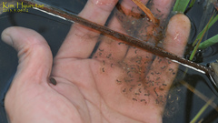Pelophylax chosenicus
