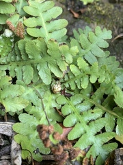 Asplenium phillipsianum
