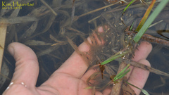 Pelophylax chosenicus
