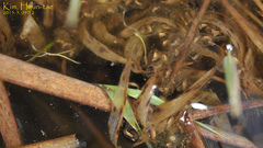 Pelophylax chosenicus