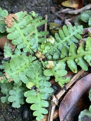 Asplenium phillipsianum