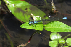Acanthagrion lancea