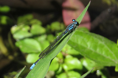 Acanthagrion lancea