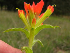 Castilleja glandulosa