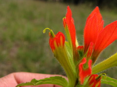 Castilleja glandulosa