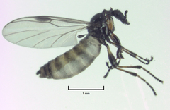 Dilophus tuthilli