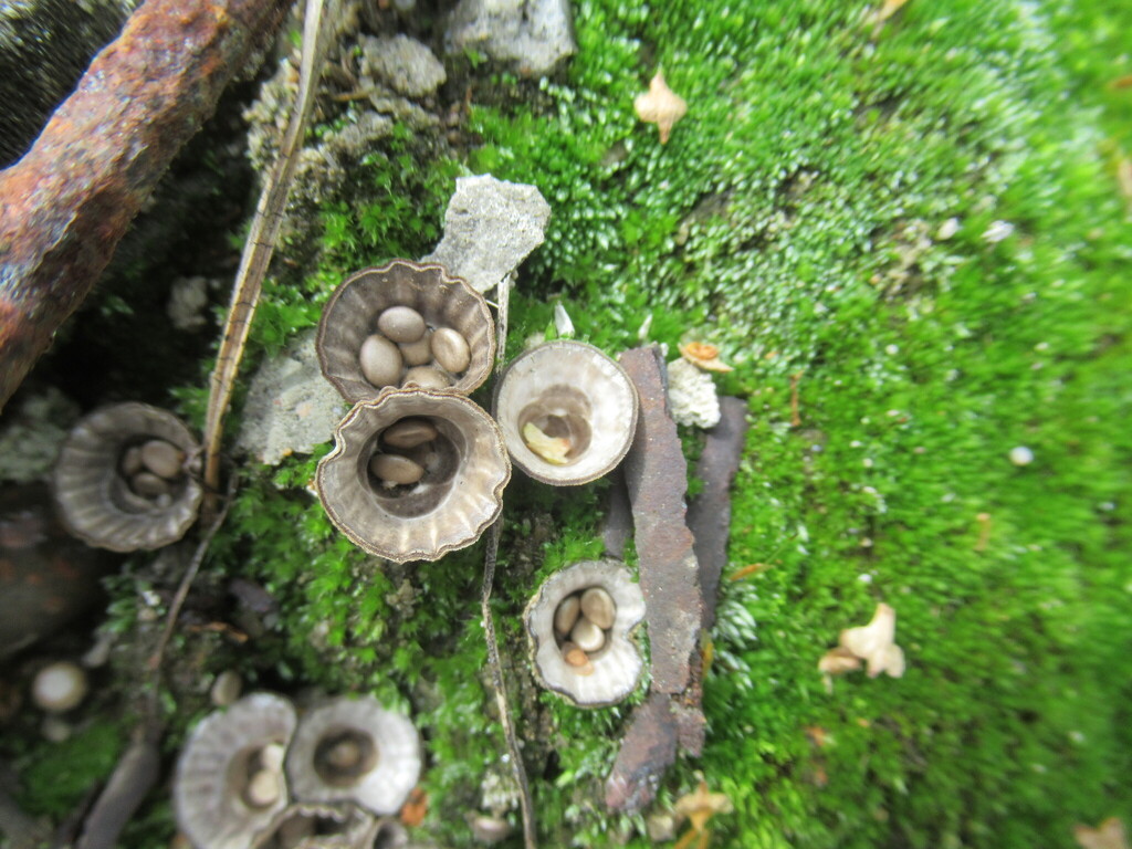 Cyathus olla
