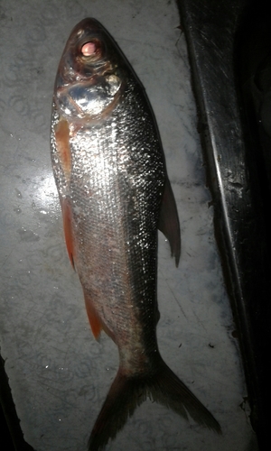 Magdalena curimata (Curimata mivartii) — Curimatidae