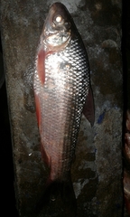 Prochilodus magdalenae