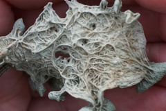 Ramalina leptocarpha