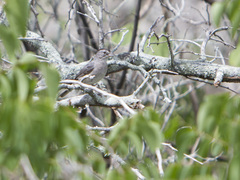 Coryphospingus pileatus