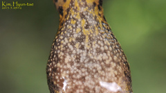 Glandirana emeljanovi