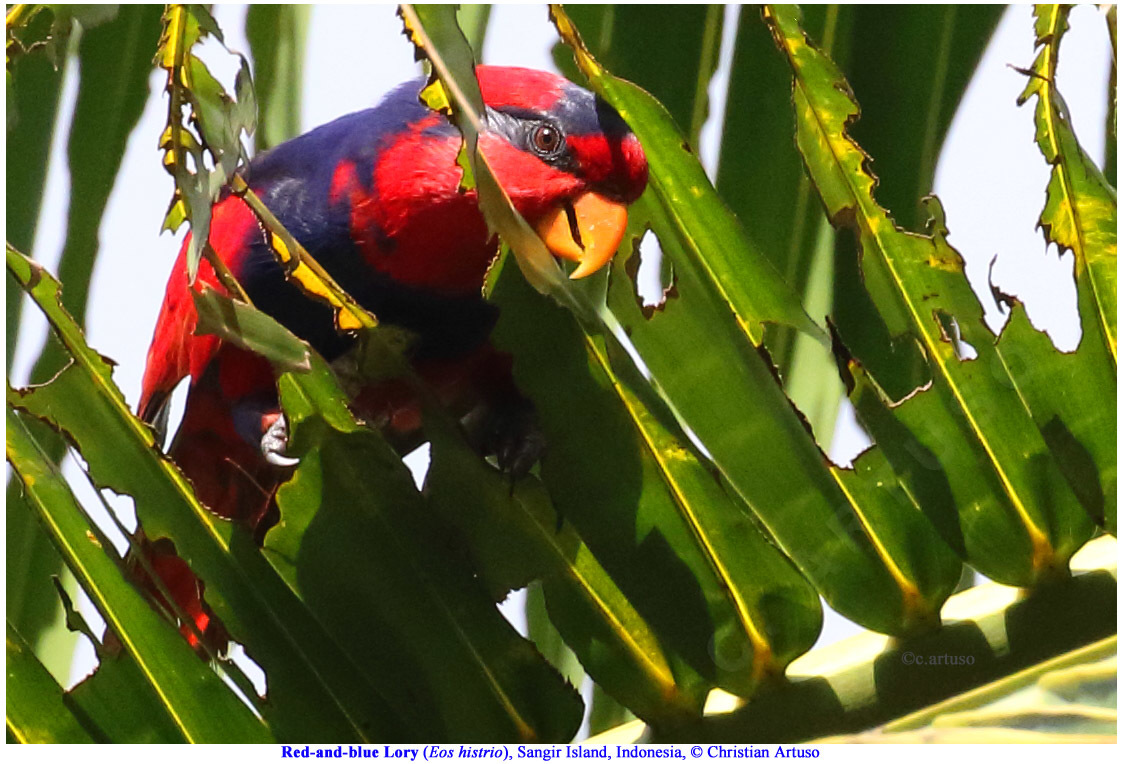 Red-and-blue Lory illustration