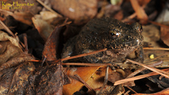 Glandirana emeljanovi