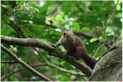 Prosciurillus rosenbergii