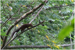 Prosciurillus rosenbergii