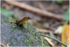 Sphenomorphus variegatus