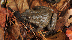 Glandirana emeljanovi