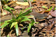 Eutropis rugifera