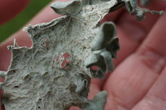 Ramalina leptocarpha