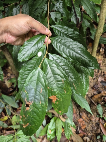 Polyalthia cauliflora observed 2025-09-02
