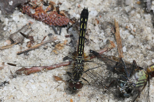 Blue Dasher photographed in South Carolina