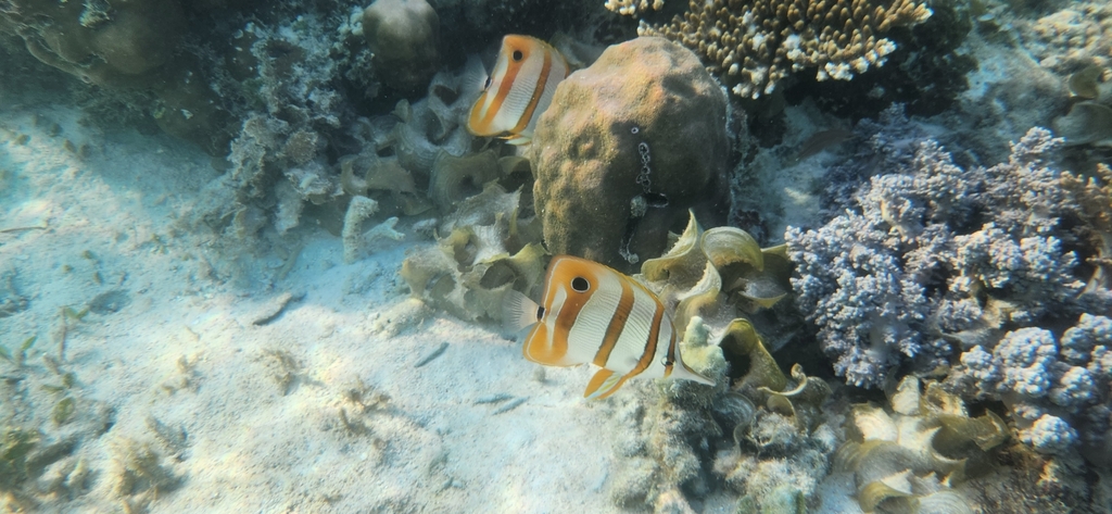 Copperband butterflyfish