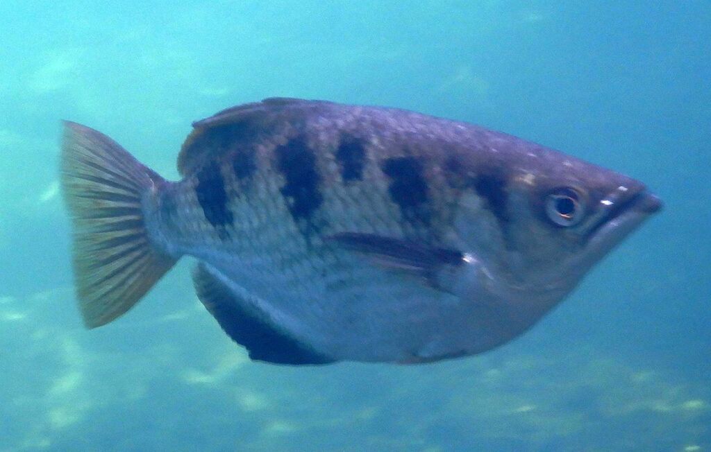 Seven-spot Archerfish (Toxotes chatareus)