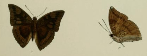 Grey-tipped Baron