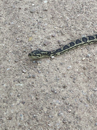 Coastal Carpet Python sighting