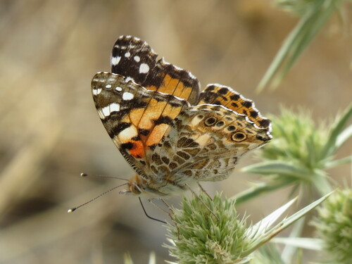 Painted Lady