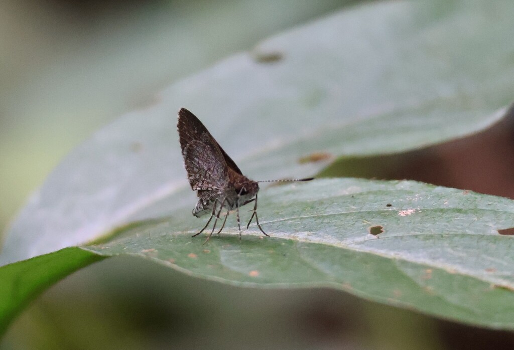 Common Dusky Dart