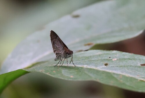 Common Dusky Dart