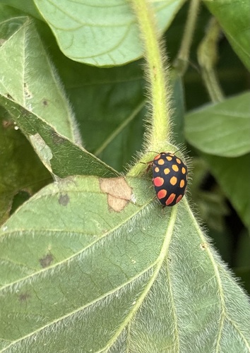Ladybird bug