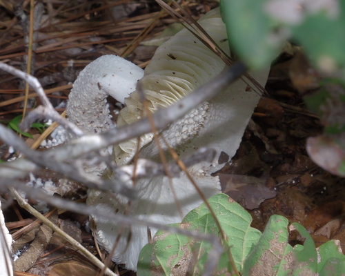 Plateful of Pyramids Lepidella