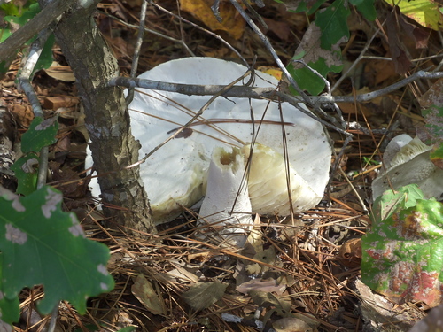 Plateful of Pyramids Lepidella