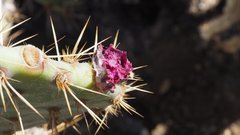 Opuntia engelmannii var. engelmannii