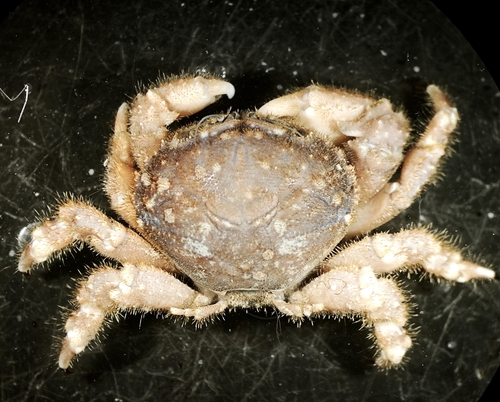 Dynomene hispida observed 2022-08-19