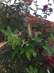 Calliandra californica
