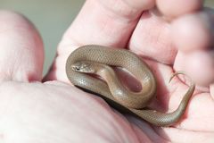 Virginia valeriae elegans