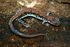 Plethodon ouachitae