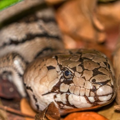 Cyclodomorphus gerrardii